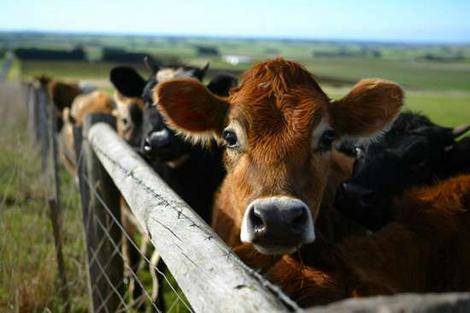 Improving livestock safety