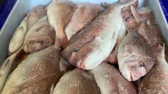 Tough laws protecting Spencer Gulf snapper