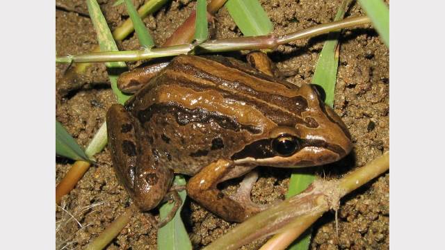 Summer rain attracting frogs to city