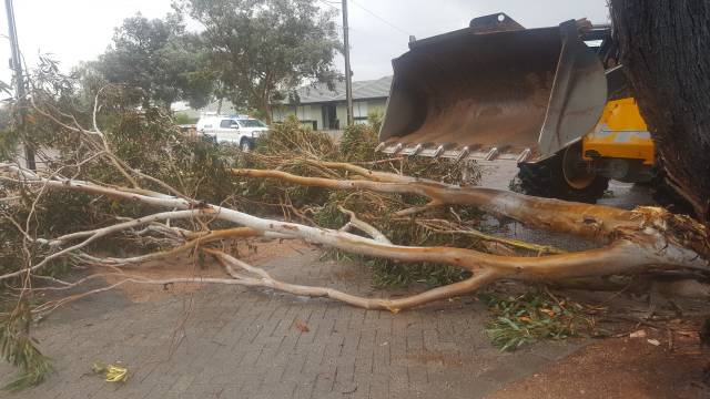 Tree branch collapses on Cobbin Street