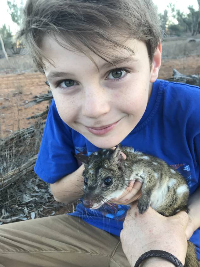 Re-introduced quolls and possums thrive in Wilpena