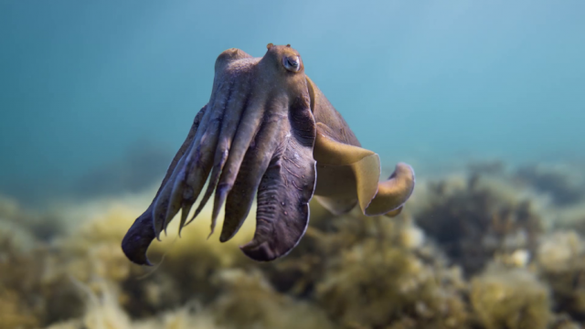 Upper Spencer Gulf Cuttlefish protected for future generations to enjoy