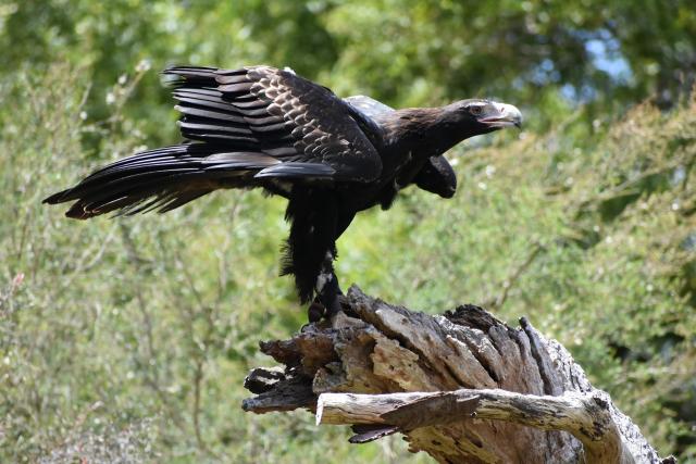 Giant raptor discovered in the Flinders Ranges was Australia’s largest eagle