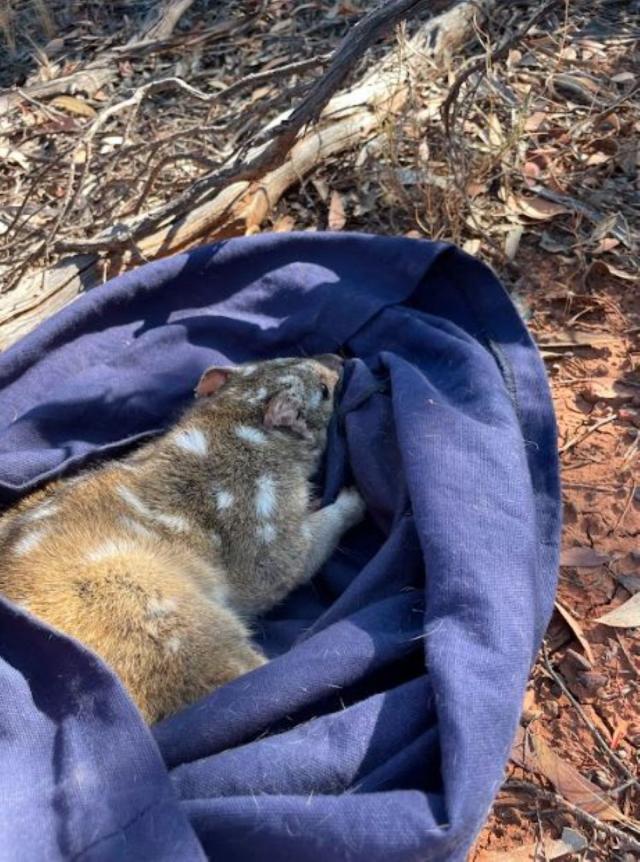 Quolls thrive in national park