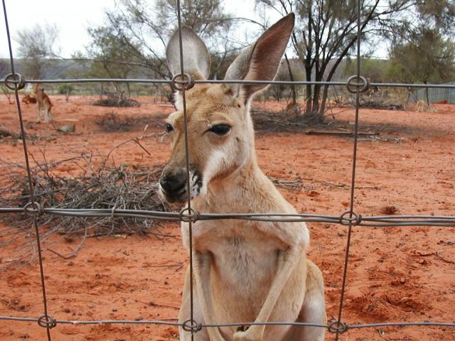 Young red kangaroos grow up quickly where hungry dingoes lurk