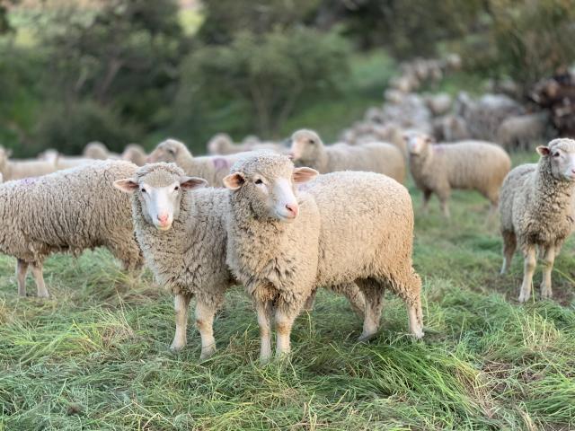 Industry funds inject up to $6.2 million into sheep and cattle industries