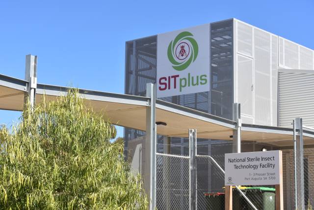 Port Augusta’s expanded SIT facility reaches full production capacity of 40 million flies a week