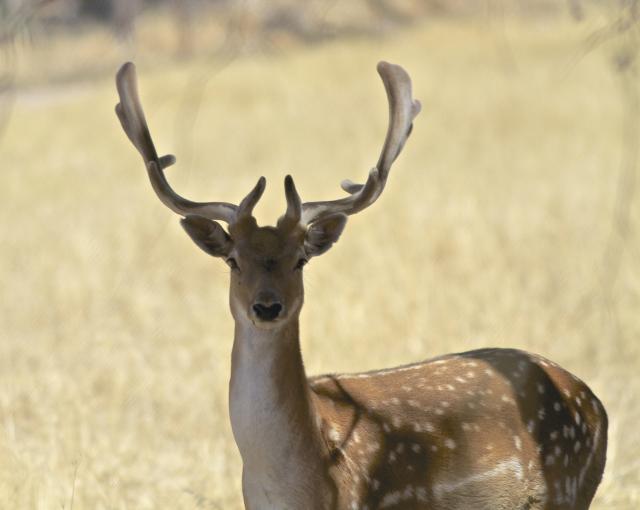 Target on feral deer