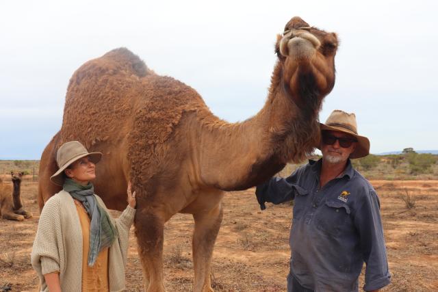 Exporting camels to the Middle East