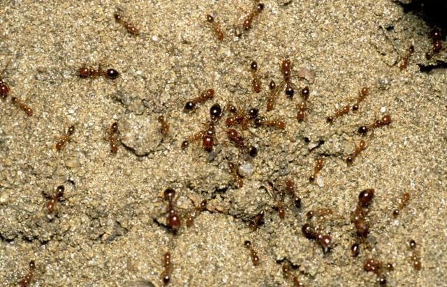 Putting a stop to fire ants
