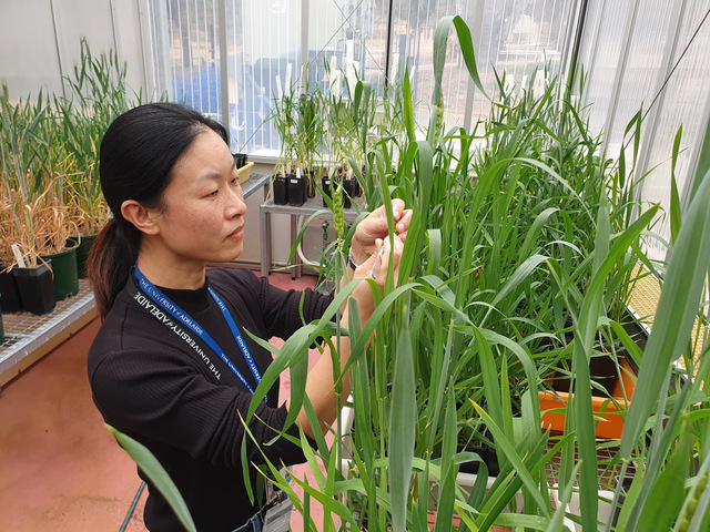 Wheat disease discovery