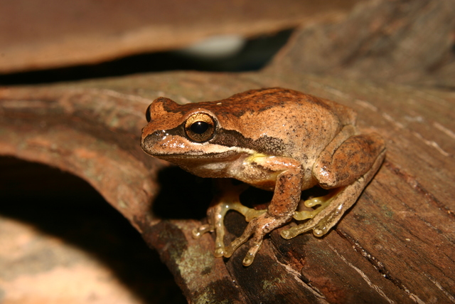 Frogs in focus for census