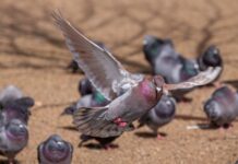 Fog affects race start