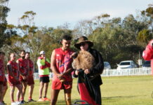 Roosters rampant at home