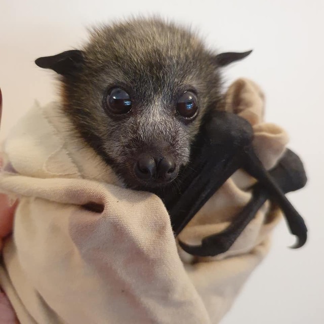 Volunteers sought for bat rescue