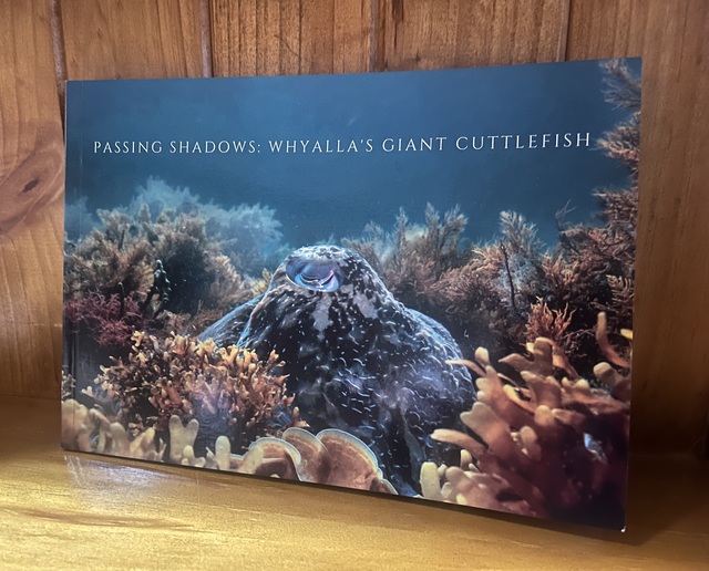 Carlo’s cuttlefish collection