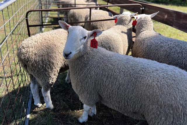 Putting a stop to sheep lice