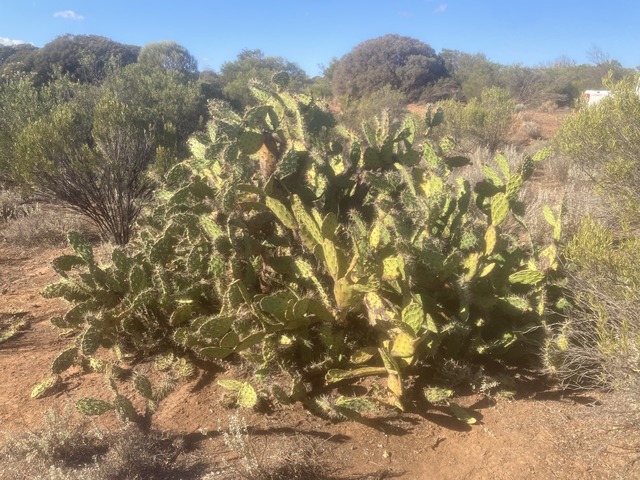 Invasive cactus at Cultana