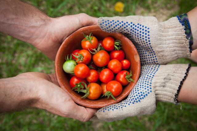 Tomato virus detected on Adelaide Plains