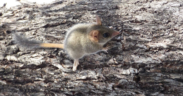 Ret-tailed phascogale reintroduced into the Arid Lands