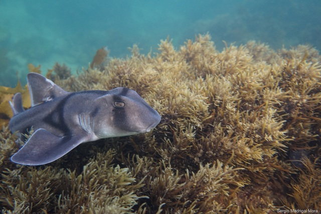 New protection directives for South Australian sharks, rays