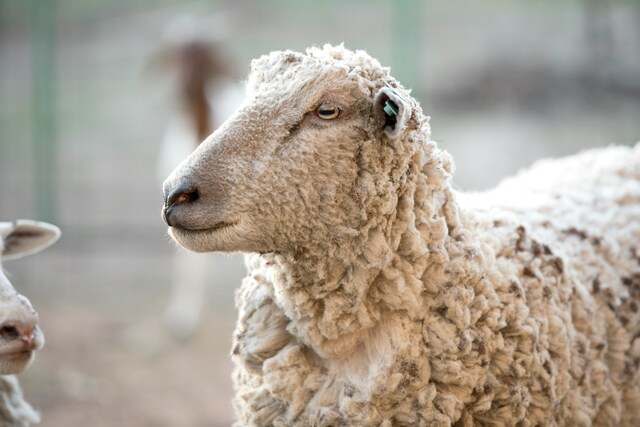 Sheep producer sentiment rebounds with improved seasonal outlook and commodity prices