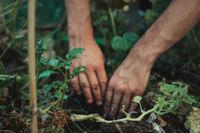 Gardening workshops for Spencer Gulf green thumbs