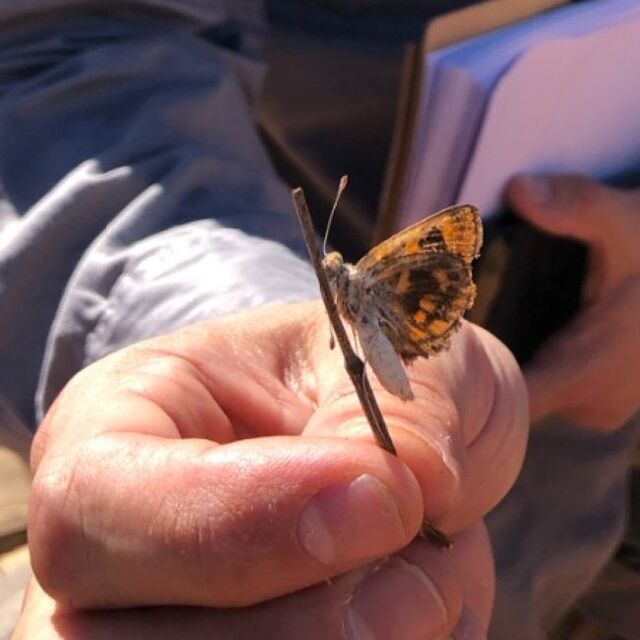 Be on lookout for endangered moth