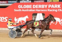 Local star pacer takes another Derby win