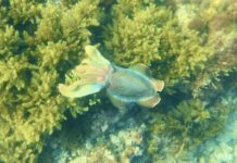 Cuttlefish deaths at Tumby