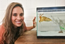 Inside cuttlefish intelligence