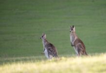 Kangaroo crash data on the rise