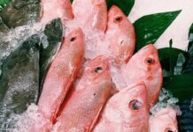 New plan for fishery management