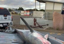 Shark death cause for concern at Broughton