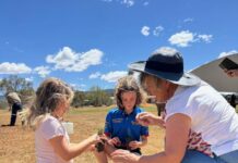 Quandong magic in Quorn