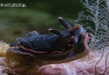 Science in the Pub event to feature photographer Jeff Bowey