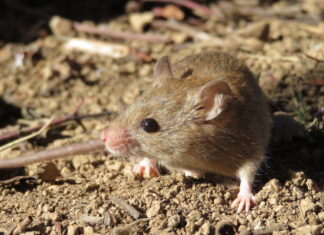 Mice making their move