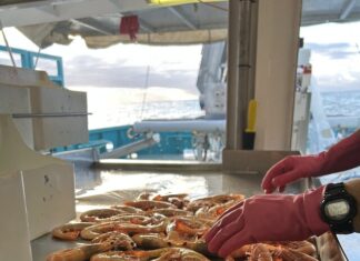 Eat locally caught prawns