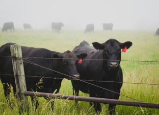 Calling livestock leaders