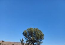 APY teams connect faster