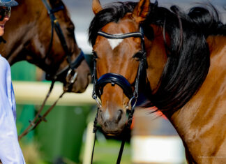 Dressage and showjumping series being held
