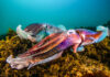 All eyes on cuttlefish return