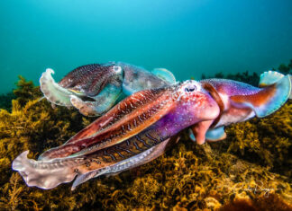 All eyes on cuttlefish return