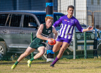 Young dogs seek success